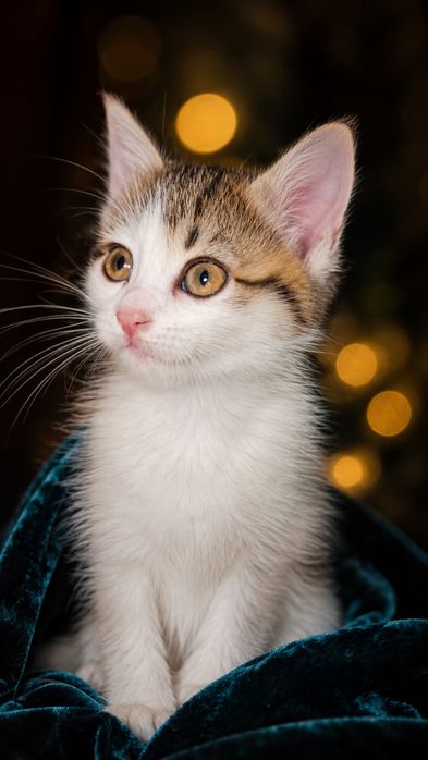 Котятки ищут своих мам