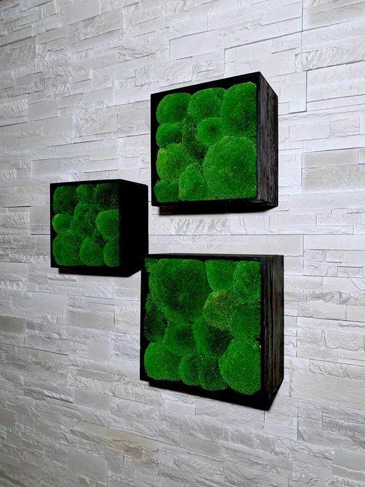 Designuri cu Licheni si muschi decorativi la comanda