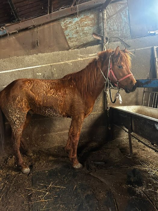 Карантии нету хорошая лошадь