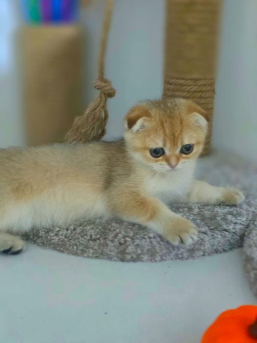 КоТяТа ШотЛандсКие золотые