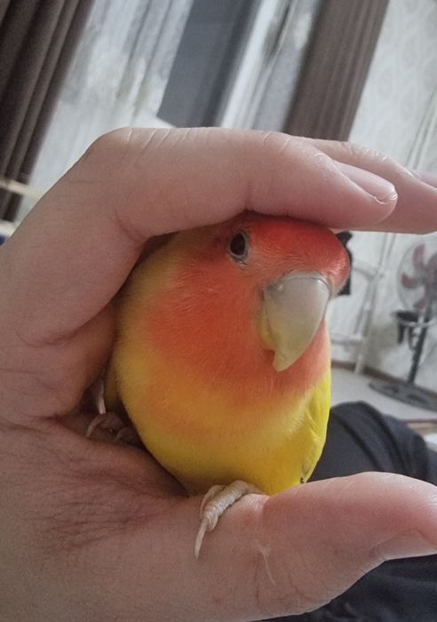 Nerazluchnik(moda/samka)