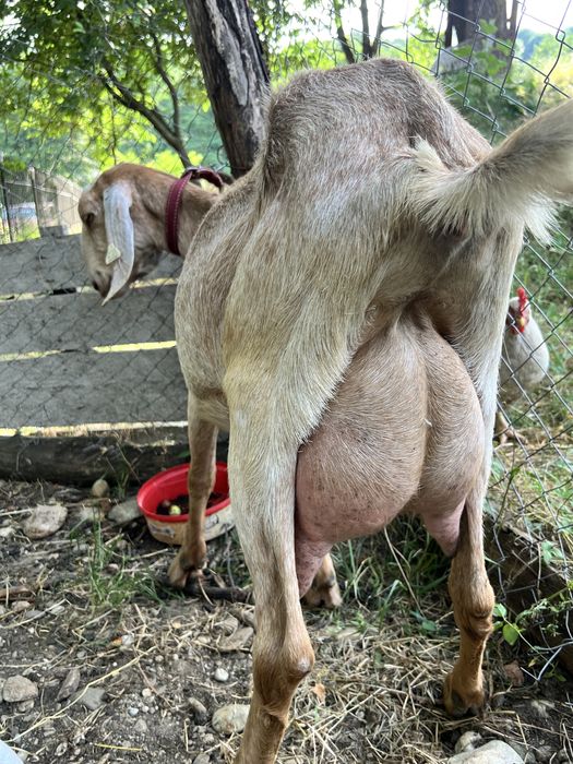 Capra anglonubian