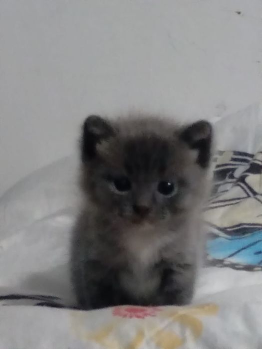 Отдам котёнка девочка
