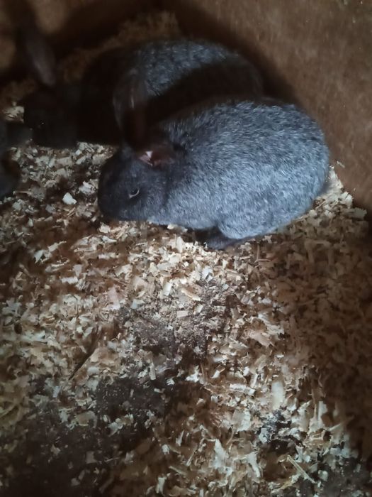 Обмен на кролов на развод