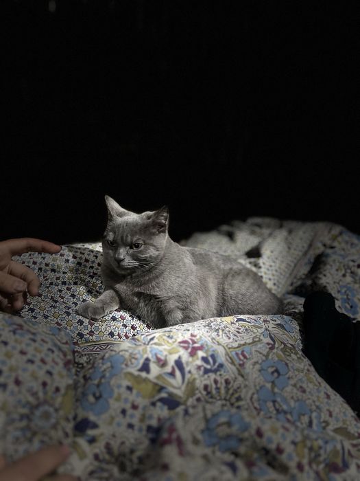 Scotish straight 100€