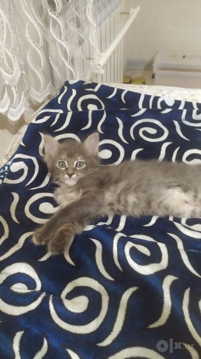 Котёнок 1,5 месяца. В Чирчике.