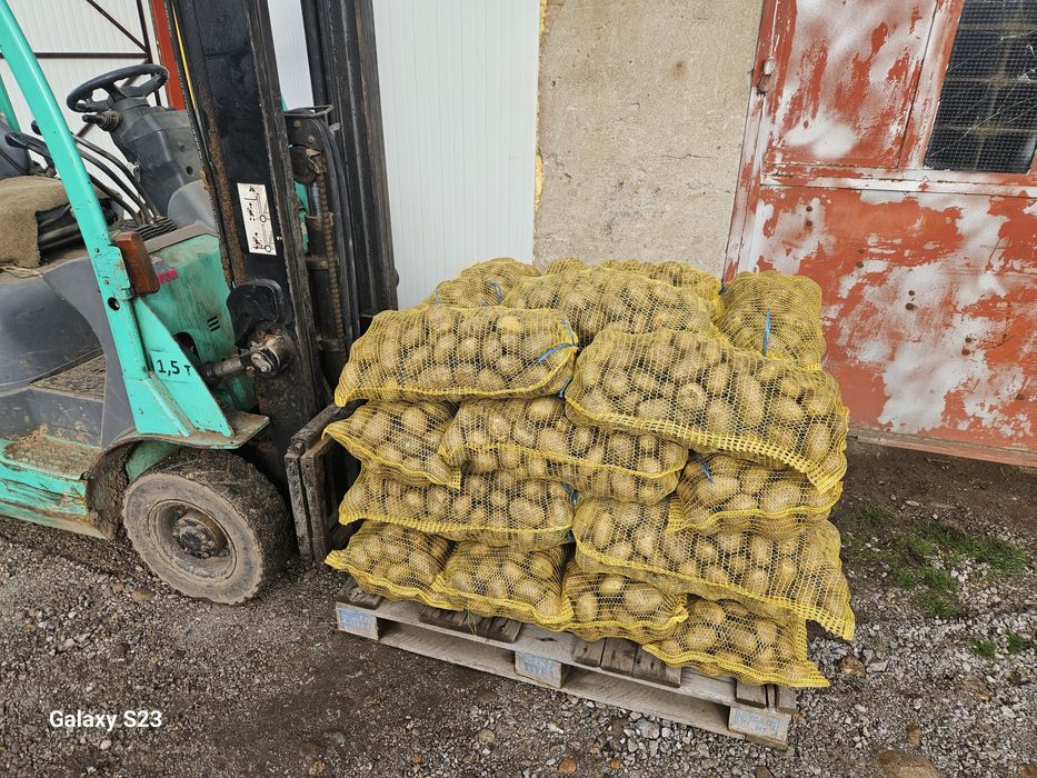 Картофи Сорая за консумация