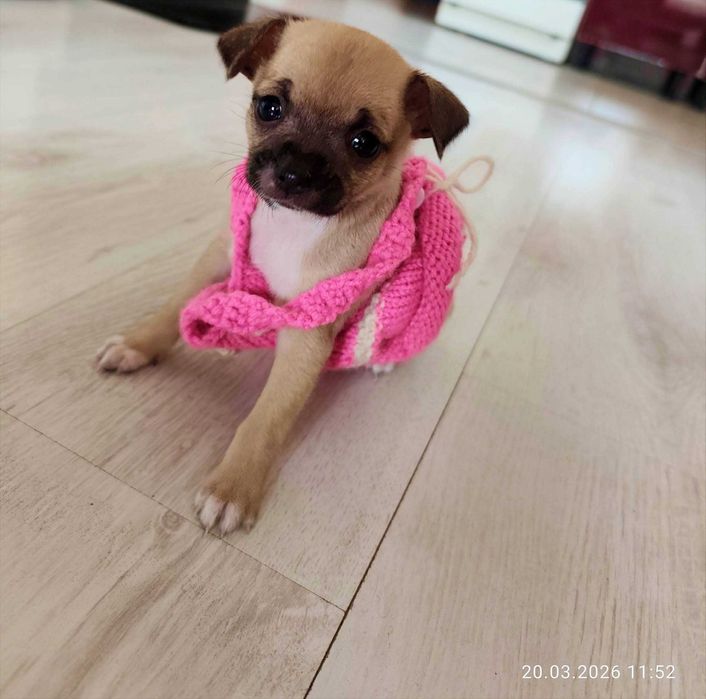 Чихуахуа момиченце