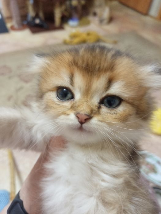 Чистокровные котята