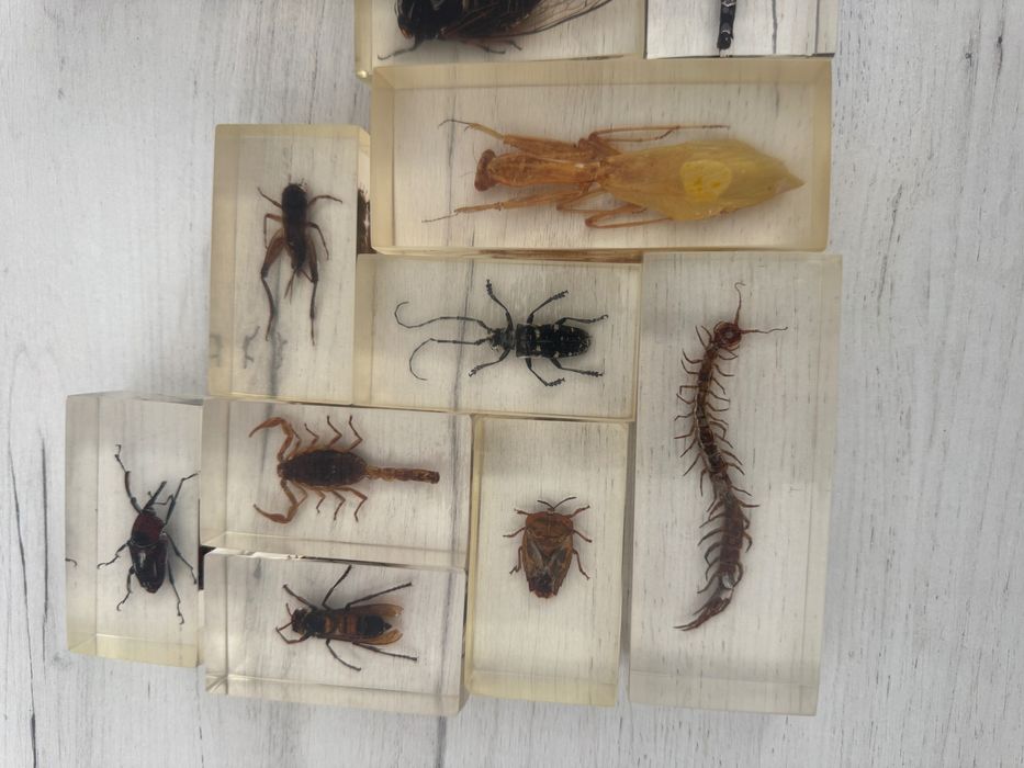 Colecție insecte în rășină
