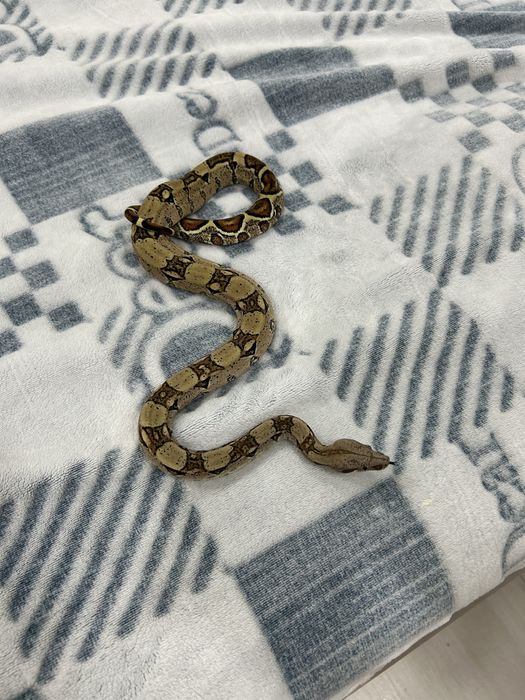 Продажа или обмен