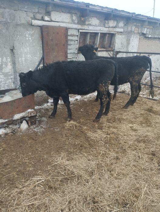 Продам крс     .