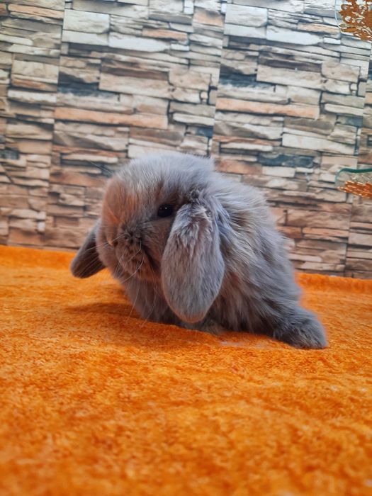 Карликовые Декоративные кролики для подарок