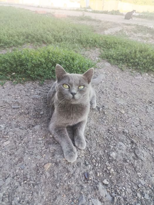 Кошка. Молодая ласковая