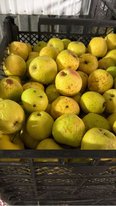 Продам яблоки золотой превосход 4 сорт