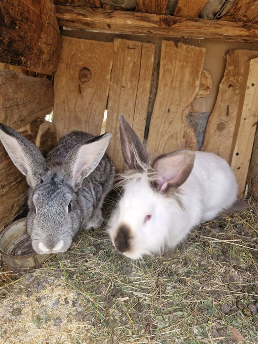 Vând iepuri  și masculi si femele