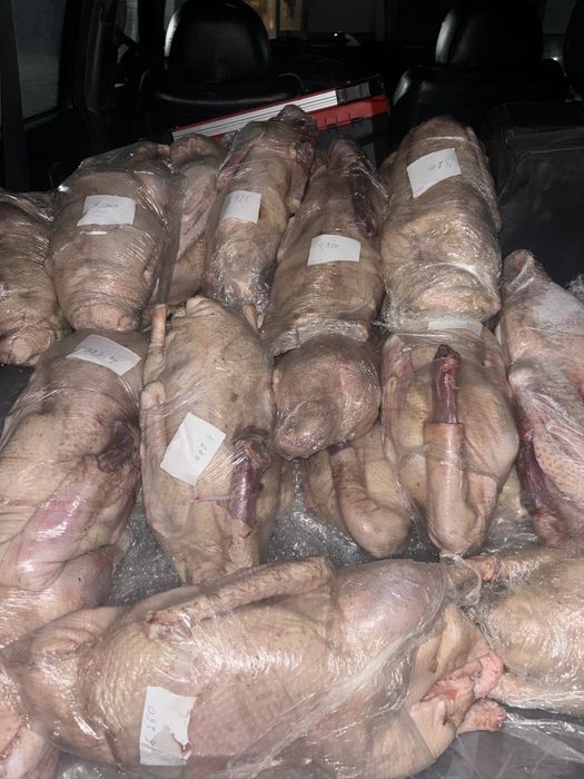 Гуси домашние Гусь