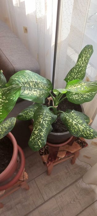 Vand dieffenbachia si monstera deliciosa