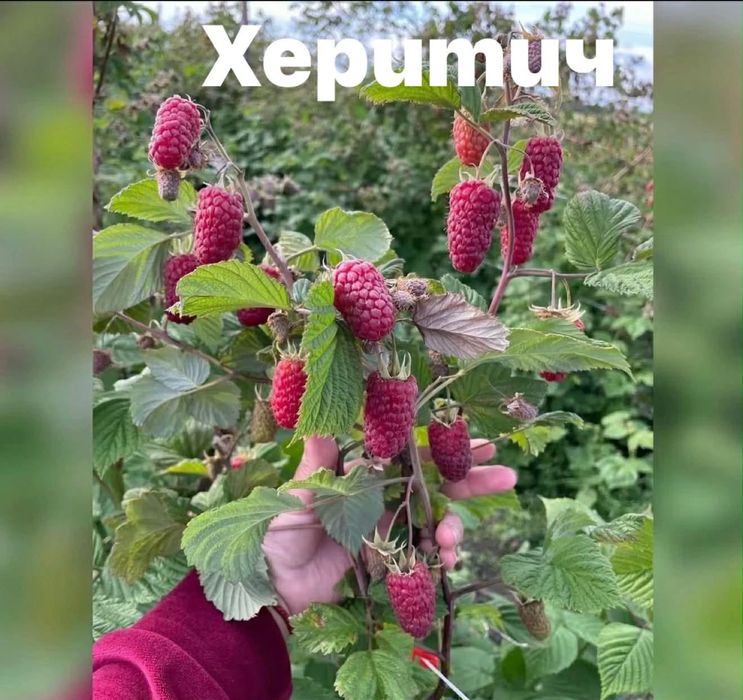 Ягоди и малини разсад