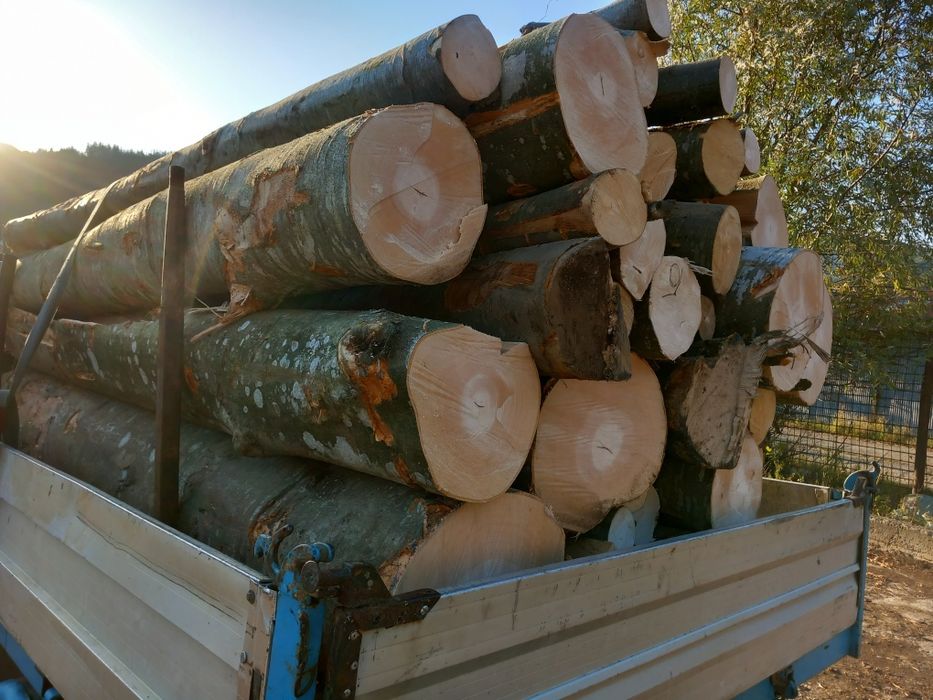 Buștean fag foc fag  fără putregai