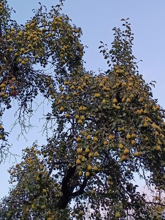 Pere pentru suc.