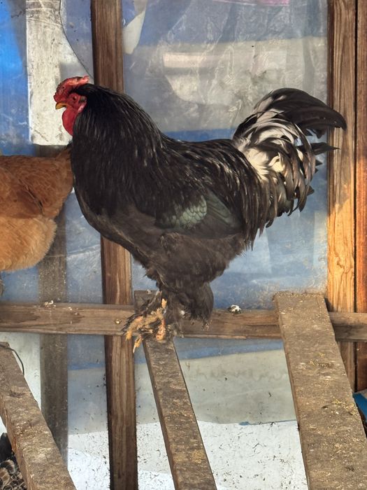 Продаеться петух красивый