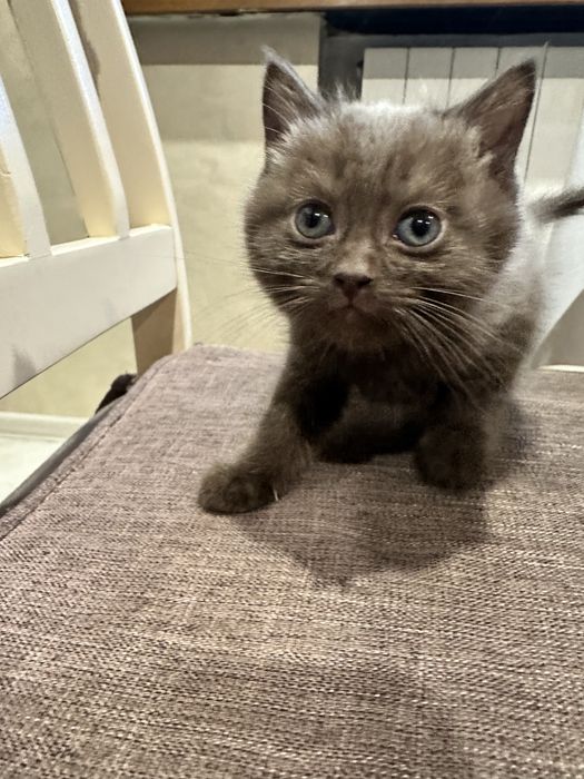 Котенок , кот , домашний питомец