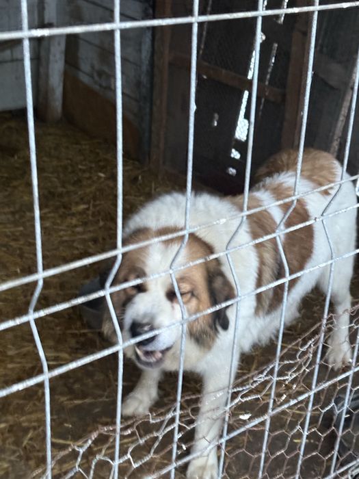 Donez catelusi de talie mare suberbi . Seriozitate