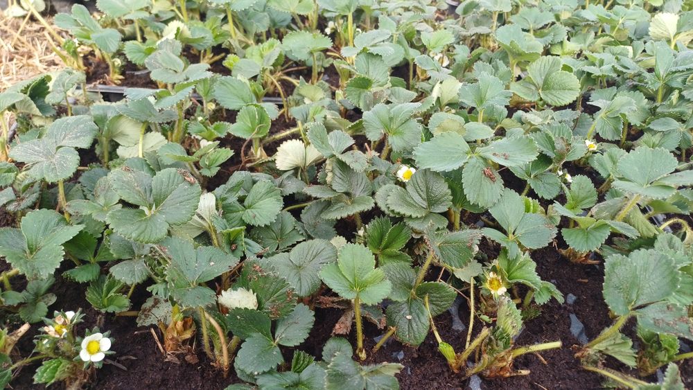 Vand stoloni capsuni in alveole