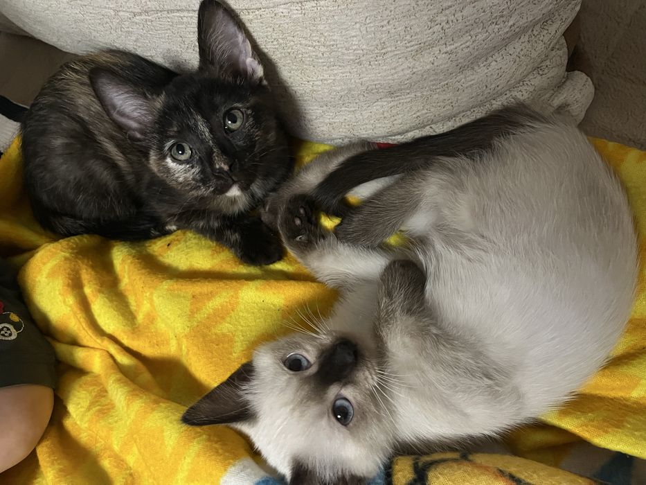 Кошечки ищут дом