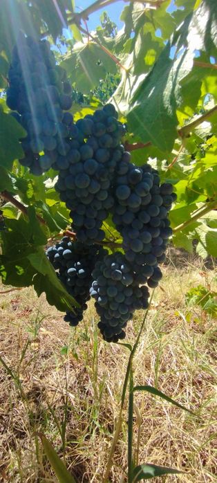 Продавам грозде за вино и ракия