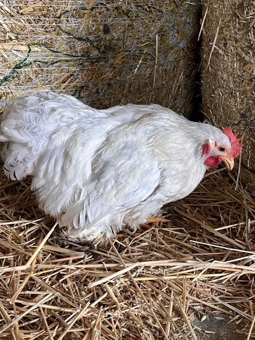 Продавам две петлета  мини кохин