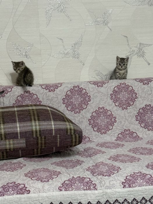 Раздаю котят бесплатно