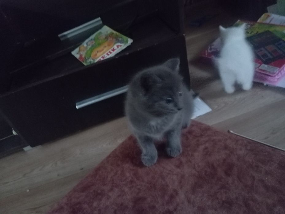Котята отдам в хорошие руки