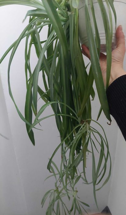 Plante Păianjen  Voalul Miresei Clorophytum