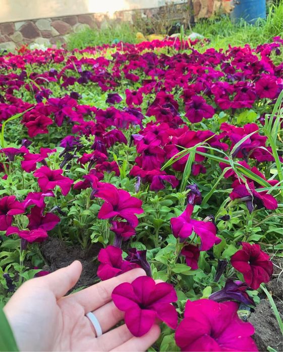 Петуни разных цветов.