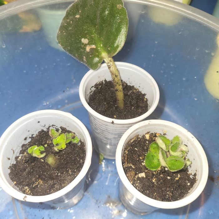 Комнатные растения