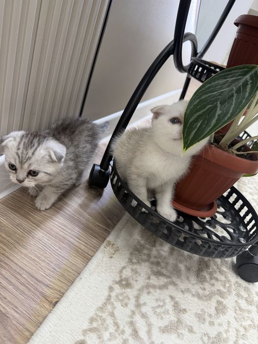 Шотландық вислуха