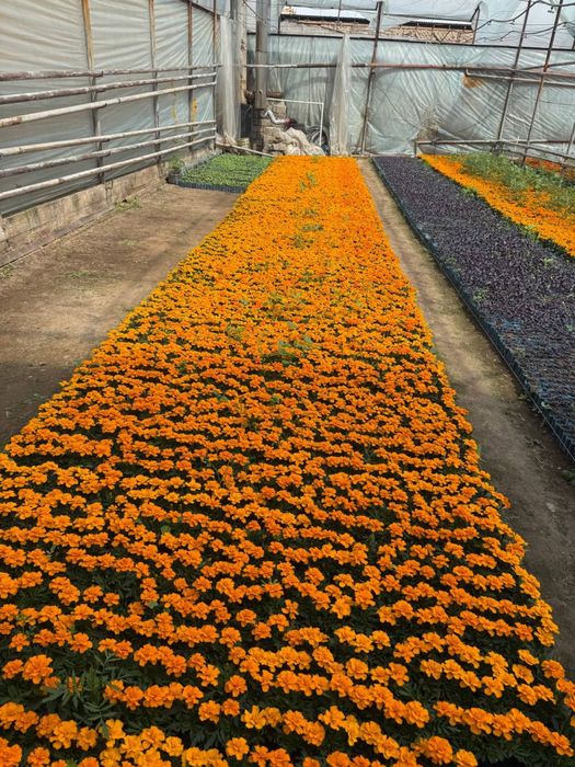 Bananza Gul urug’i Бананза Гул Гул кучатлари