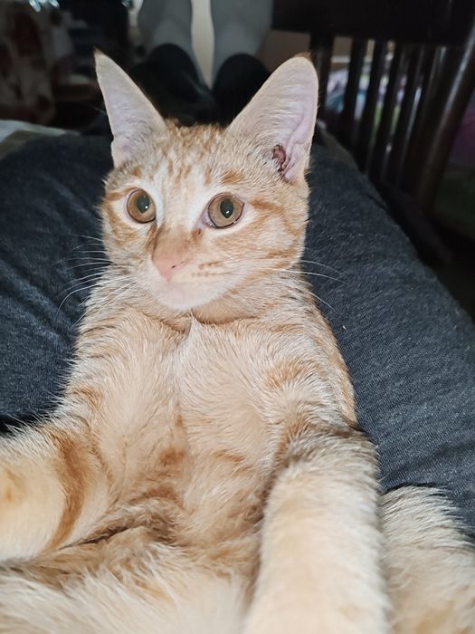 Рыжие котята домашние