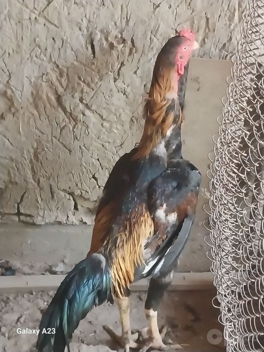 Dakan Horoz sotilad 1yoshli парода золотская