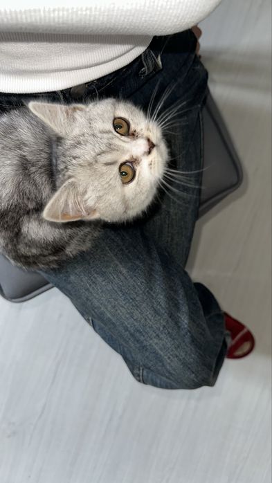 Продаётся котенок “Scottish Straights”