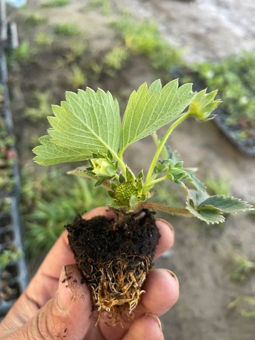 Биогумыс Тыңайтқыш