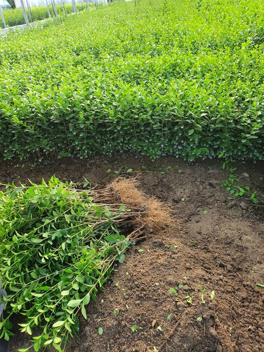 Vand puieti de lemn cainesc și tei arginti la balot de pamamt