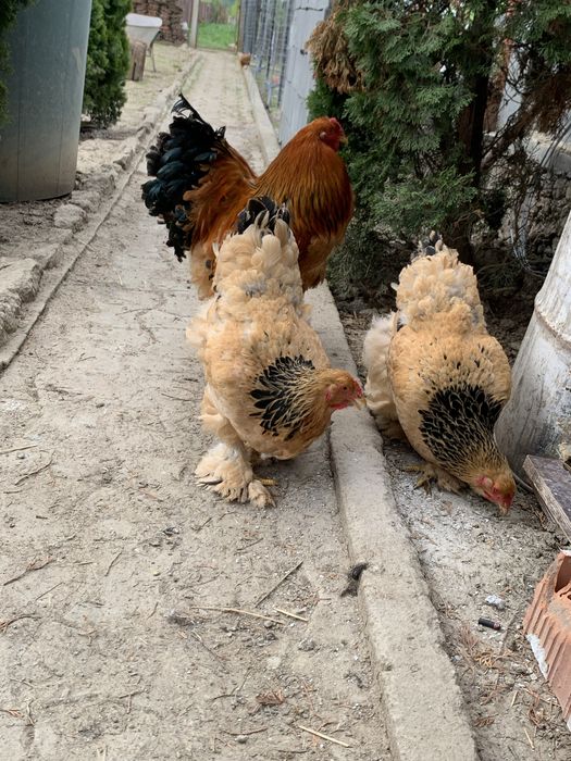 Oua de vanzare de Brahma si Cochin Urias