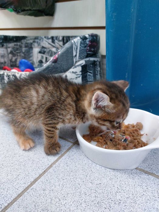 Симпатичная котик мальчик