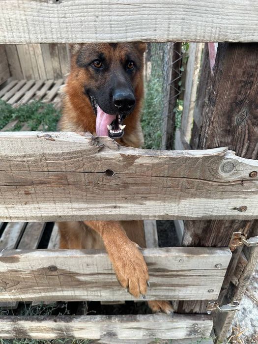 Немецкая овчарка