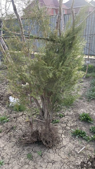 Продам Туя есть 2 шт