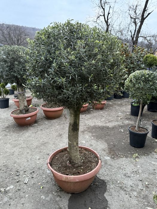 Oleea europaea ( maslini seculari )