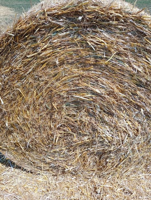 Baloți paie orz extra 125 plasă